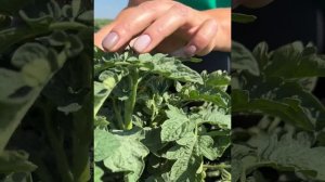 Томат "Апельсиновый джем"  #дача #огород #семена