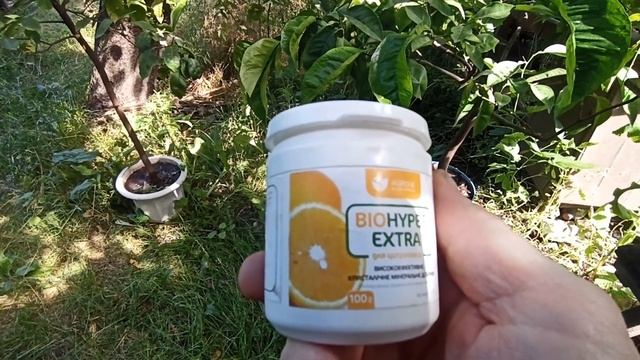 1.07.24. ПОДКОРМКА ЦИТРУСОВЫХ. смотреть онлайн