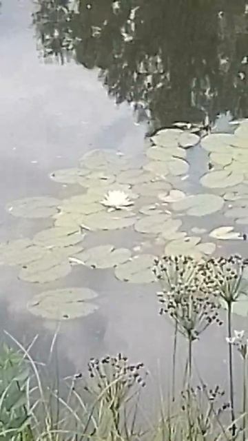 Кривой Рог Лилии цветут на реке. смотреть онлайн