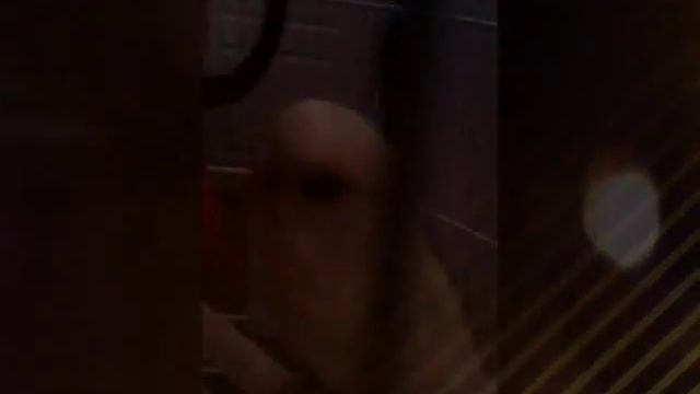 Мой смешной попугай смотреть онлайн