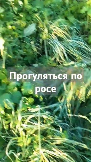 Роса утром #travel #дача #огород #automobile #утро #россия #russia #д смотреть онлайн