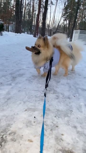 Всё нормально у хулигана 😎🤣🤣 #shorts