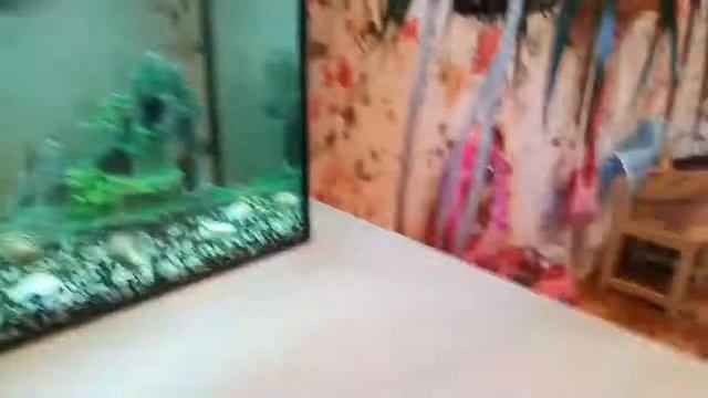 Покупки для крыс Дамбо и золотых Рыбок КАТАСТРОФА В АКВАРИУМЕ смотреть онлайн