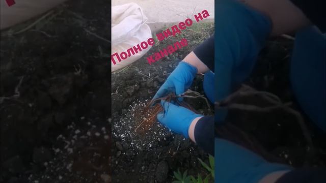 посадка Клематиса смотреть онлайн