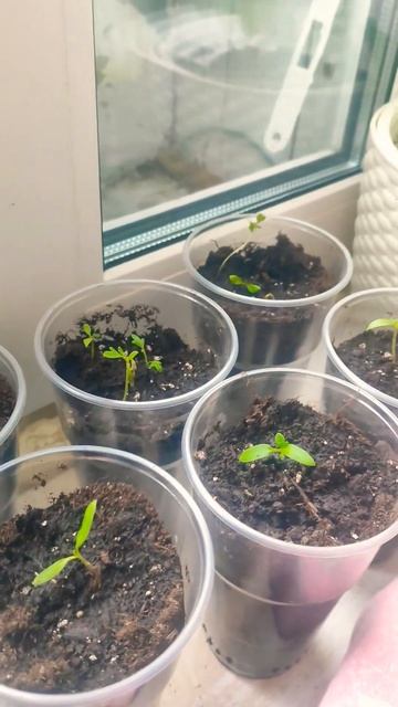 Пересадка Рассады перцев, томатов, баклажанов в стака? смотреть онлайн