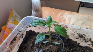 Перцы грунт!  Переваливаю перцы в большой обьем