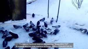 Николаевские голуби (Самарская область)