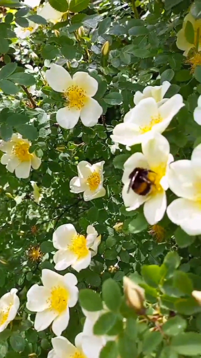 Пушистый шмель на белом шиповнике🔸 смотреть онлайн