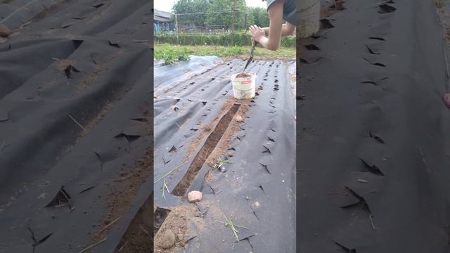 Супер посадка Моркови в грядку под укрывной материал) смотреть онлайн