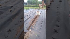 Супер посадка Моркови в грядку под укрывной материал)