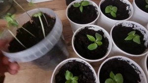 Бальзамин. Пикировка.