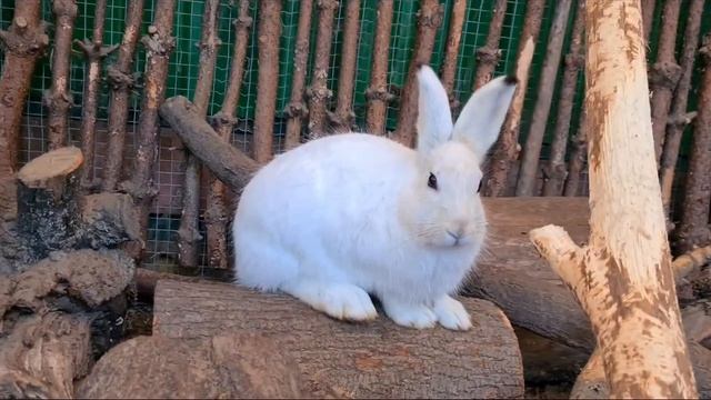 Зайцы смотреть онлайн