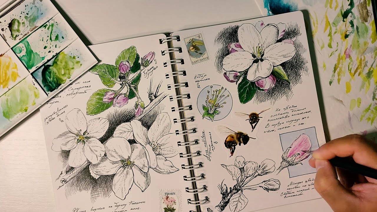 От наброска до шедевра: Легкий способ нарисовать натуралистичную яблоню