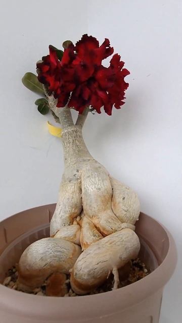 Адениум Endless love-азиатский сорт. Разлегся в горшке. Пора смотреть онлайн