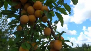 Крупноплодная гибридная алыча ГЕК