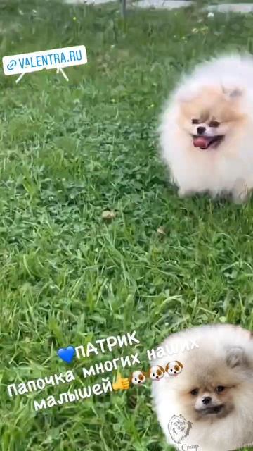 Миниатюрный Померанский ШПИЦ 4 года #минишпиц #купитьшпица #шпиц