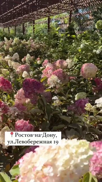Гортензии в Ростове от «Зеленый берег» #питомникрасте смотреть онлайн