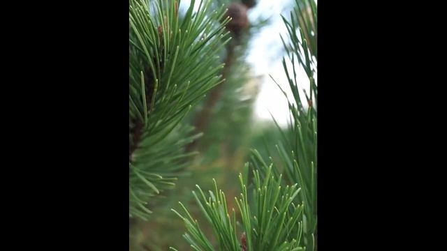 лучший выход семян туи и других хвойников? Когда соби? смотреть онлайн