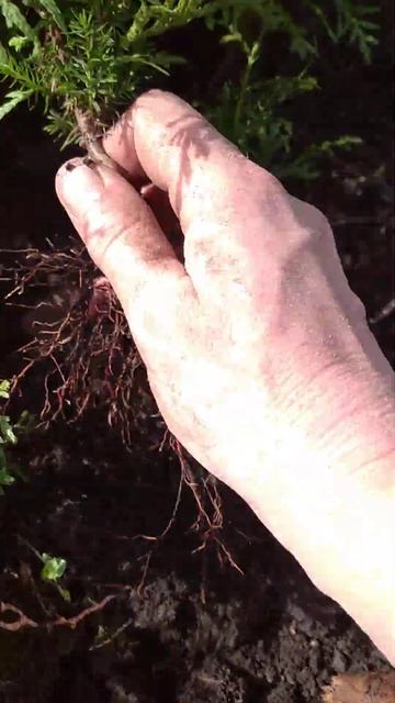 Пересадка сеянцев туи Брабант в п9. Больше информации ? смотреть онлайн