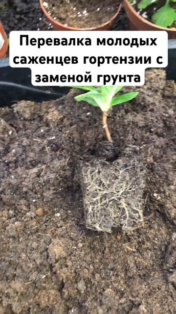 #цветы #сад #дача #garden #огород #plants #растения смотреть онлайн