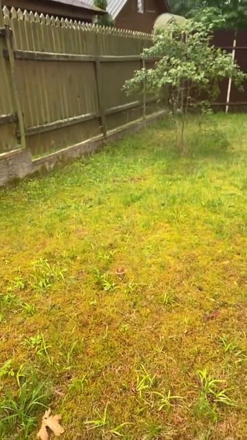 Белый гриб на участке🍄🟫#грибы #дача #хобби #сад #garden смотреть онлайн