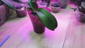 Чем грозят темные пятна на листьях орхидеи Фаленопсис