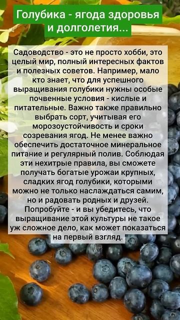 Голубика - ягода здоровья и долголетия... смотреть онлайн