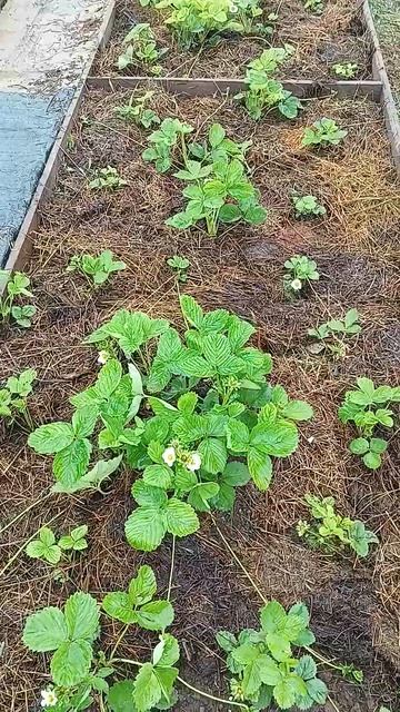 Чем подкормить клубнику для богатого урожая🍓🍓🍓, яг смотреть онлайн