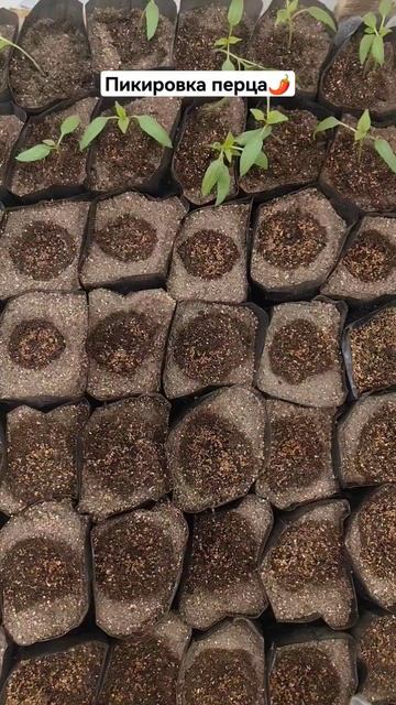 Как пикировать перец #огородмарле #shorts #рассада #огоро? смотреть онлайн
