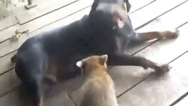 СМЕШНОЕ ВИДЕО смотреть онлайн