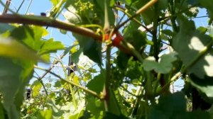 Кишмиш Ютал, как же без него, что с цветением