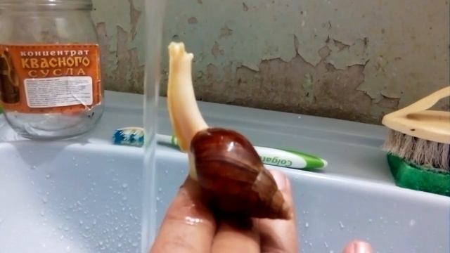 Прикол! Супер улитка ахатина купается смотреть онлайн