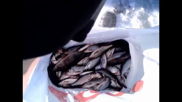 Зимняя рыбалка Латвия Вентспилский р.оз.Пузес.(ПРИКОЛ) смотреть онлайн