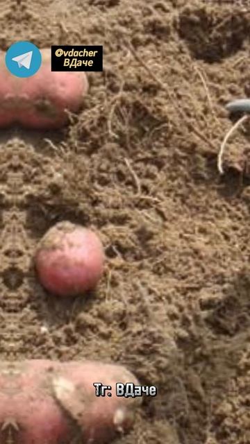 Что положить в лунку при посадке картофеля?✨ #огород #? смотреть онлайн