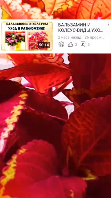 #колеус #квіти #комнатныерастения #растения #рослини #в