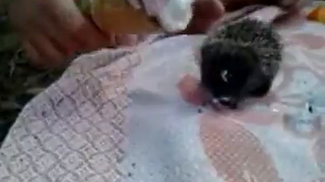 ежик кушает рожок (прикол) смотреть онлайн