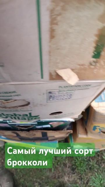 Капуста брокколи хорошего качества #тепличныйбизнес # смотреть онлайн