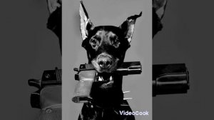 Мистер Бомбастик Бомба Фантастик