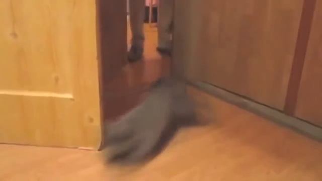 суперкот приколы о кошках смешные коты лучшие приколы с кошками смотреть онлайн