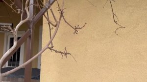 ГЛИЦИНИЯ | обрезка для пышного ЦВЕТЕНИЯ🌺