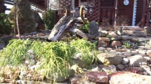 КИПАРИСОВИКИ ГОРОХОПЛОДНЫЕ - Filifera Sungold и Filifera Nana