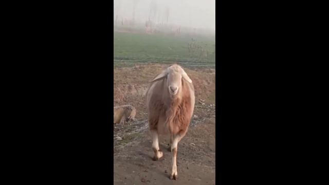 Порода кошкар на оценку багалап жериниздер