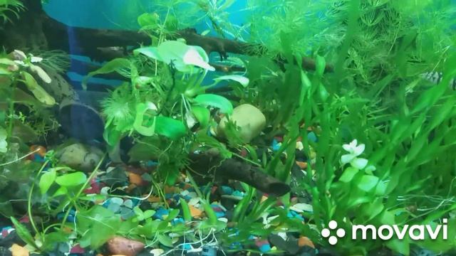 мой веселый огород🤭🤭🤭🤭 смотреть онлайн