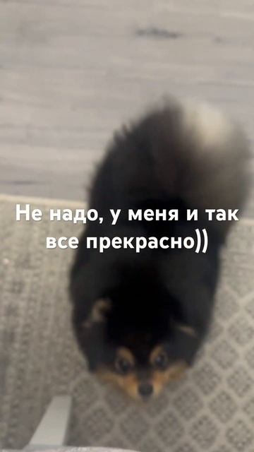 Не надо ничего стричь, посмотри какие лапки