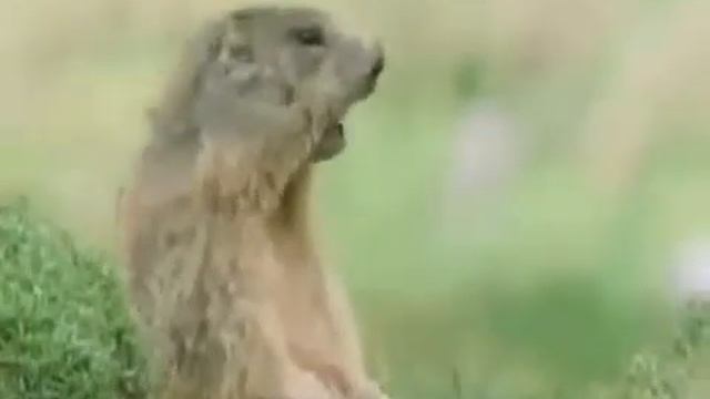 Приколы с животными