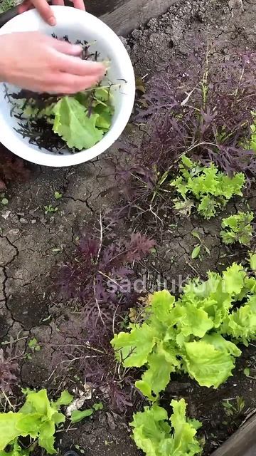 Урожай зелені на весні #garden #sorts #садівництво #грядки #п? смотреть онлайн