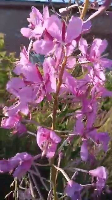 Иван -чай...из этого чудесного растения готовится чуде? смотреть онлайн