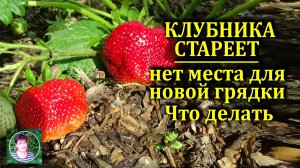 Вам нужно омолодить клубнику а места для грядки нет Что делать Выход есть