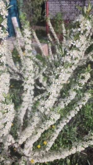 Песчаная вишня бессея и колоновидная, опылитель. Тамбов.