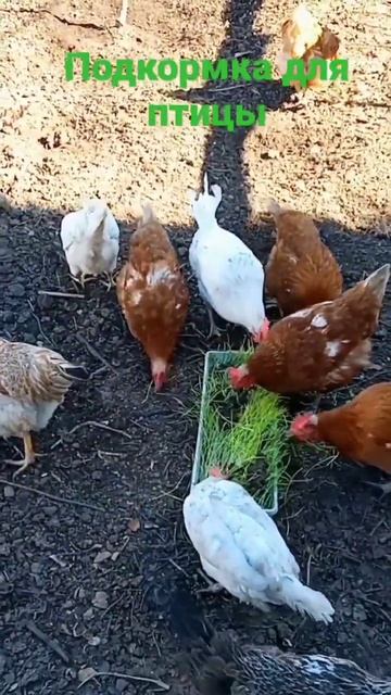 Подкормка#для птицы смотреть онлайн